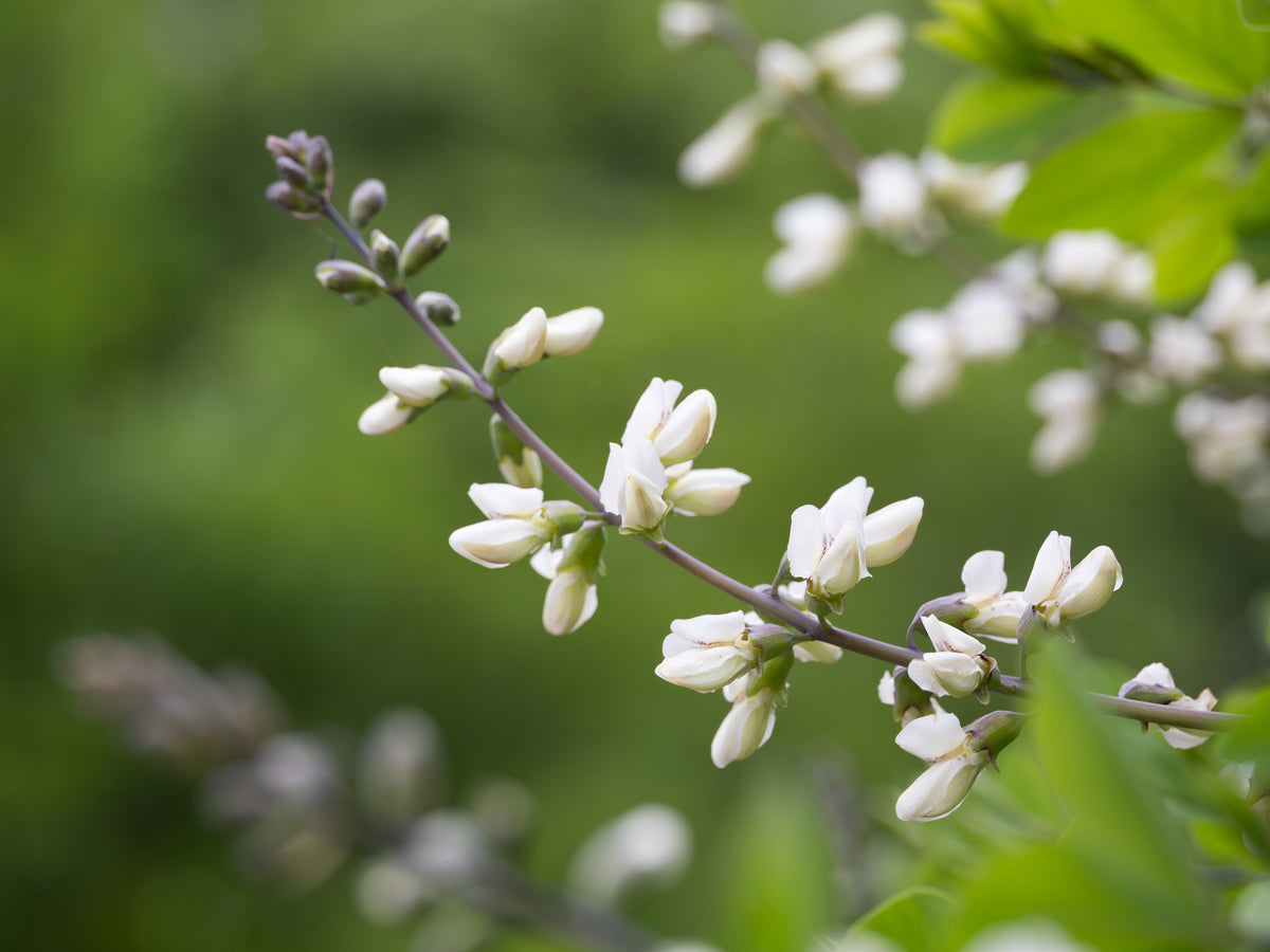 50 WHITE WILD INDIGO Baptisia Alba Usa Native Pollinator Flower Seeds