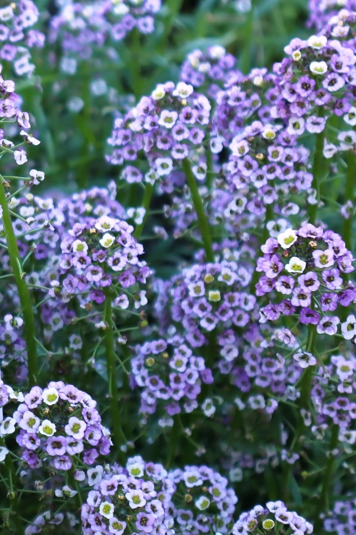 100 WONDERLAND BLUE ALYSSUM Lobularia Maritima Flower Seeds