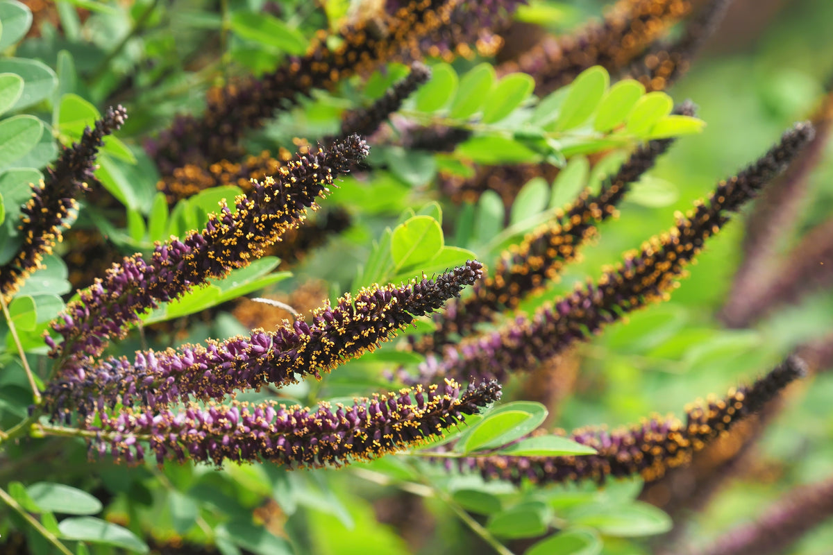 50 FRAGRANT FALSE INDIGO (Dwarf Wild Indigo) Amorpha Nana Flower Seeds