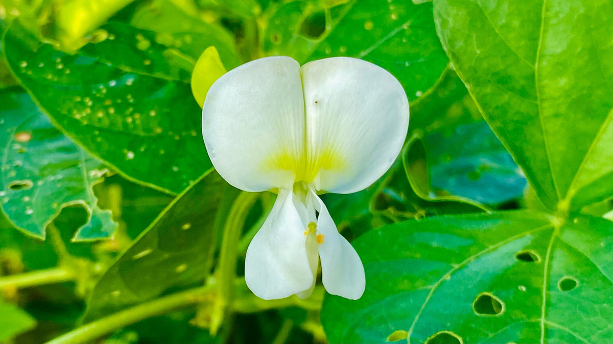 50 Speckled Dixie BUTTERPEA LIMA BEAN Phaseolus Vulgaris Bush Vegetable Seeds