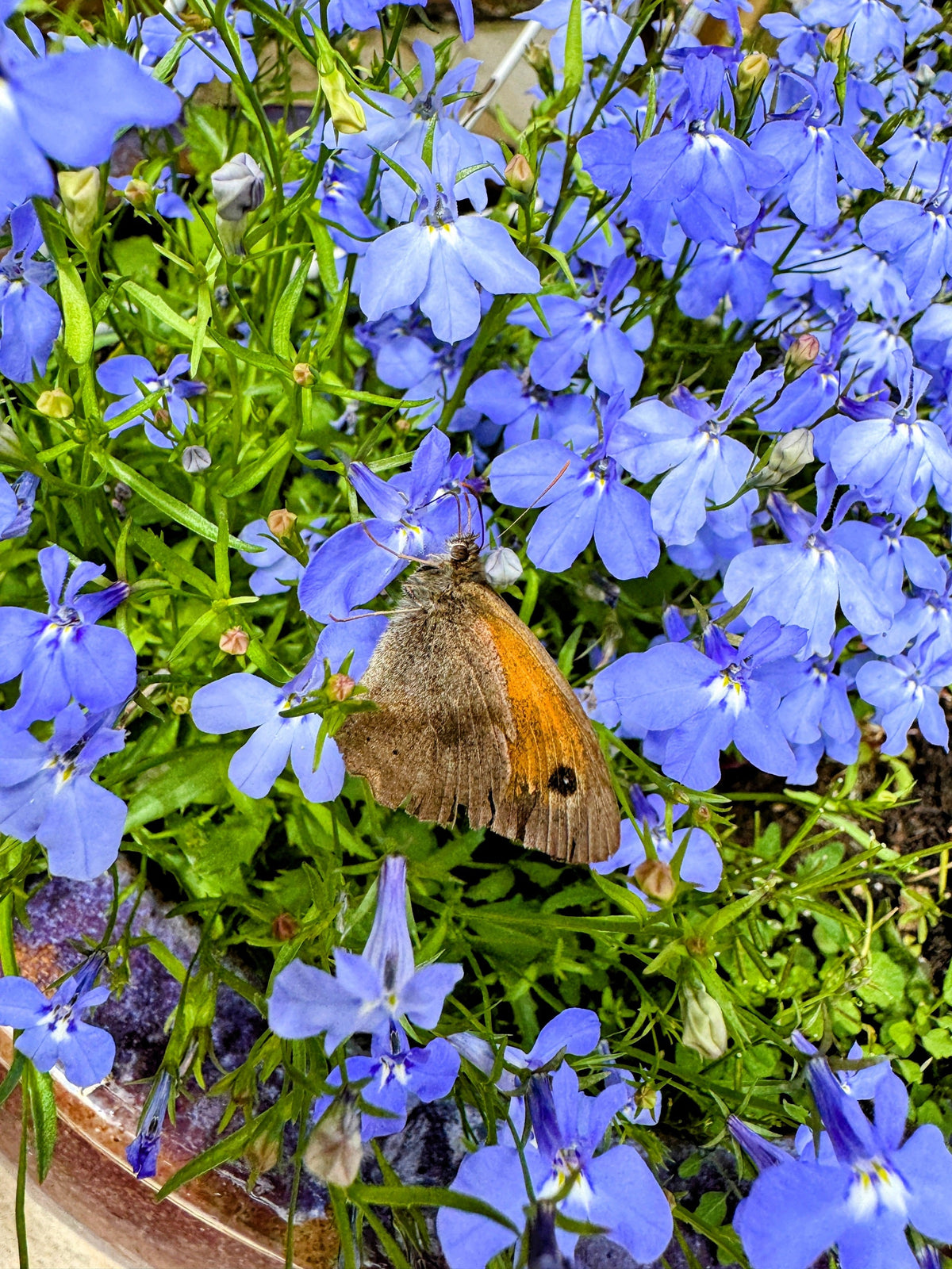 200 CAMBRIDGE BLUE LOBELIA Regatta Erinus Trailing Flower Seeds