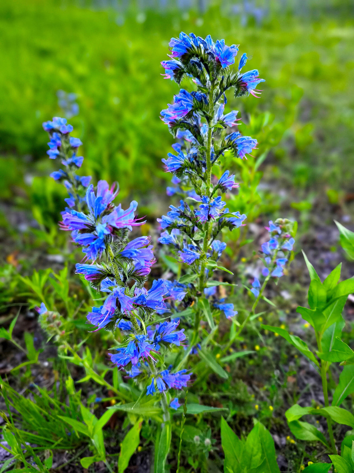 100 Blue VIPERS BUGLOSS Echium Vulgare Blue Flower Seeds