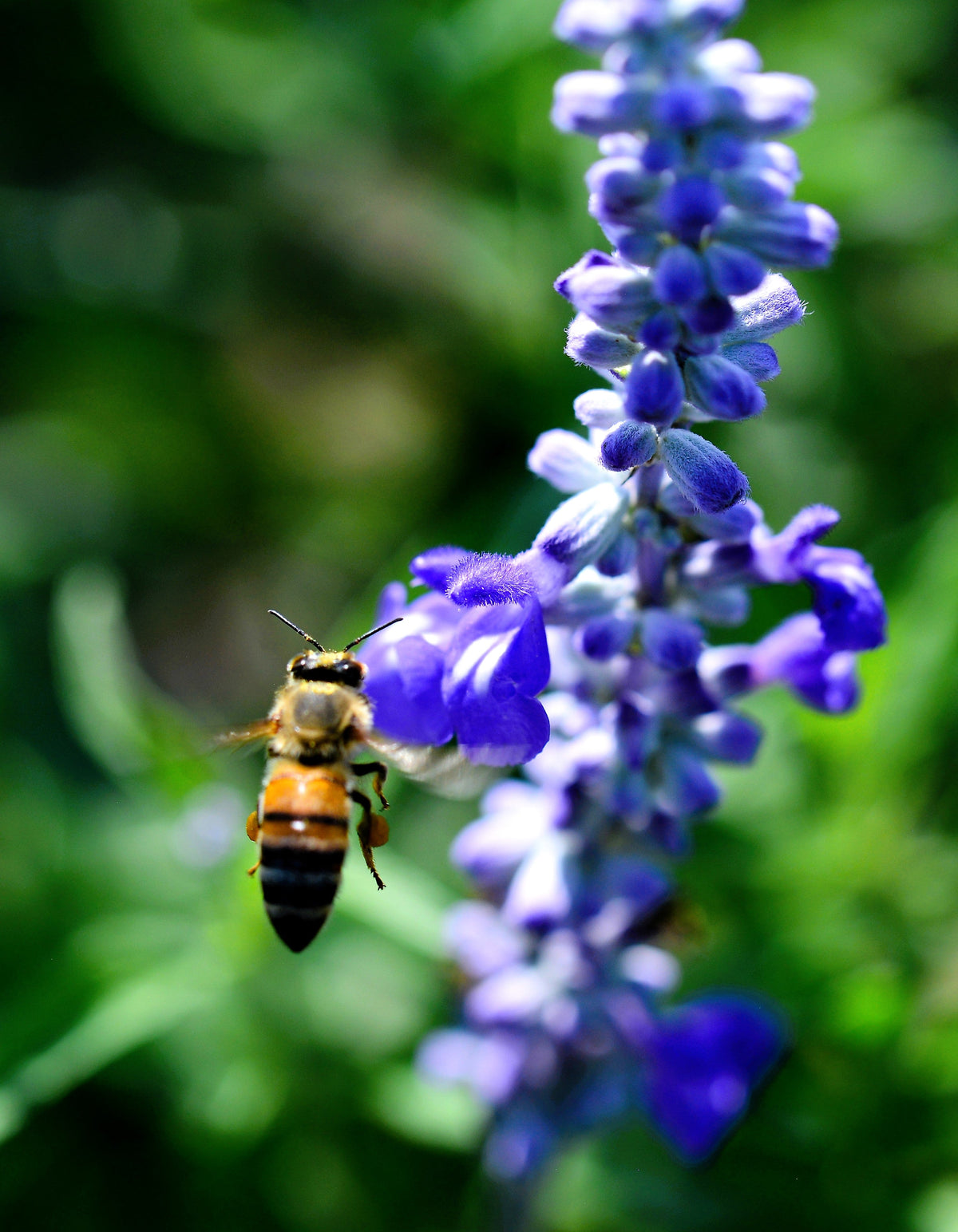 500 BLUE BEDDER SAGE Salvia Farinacea Flower Seeds