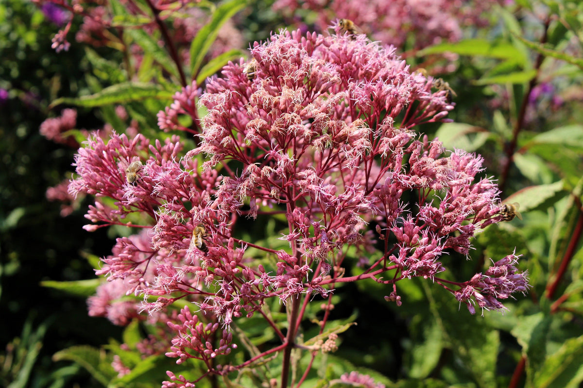 50 Mixed Colors JOE PYE WEED Eupatorium Maculatum Flower Seeds