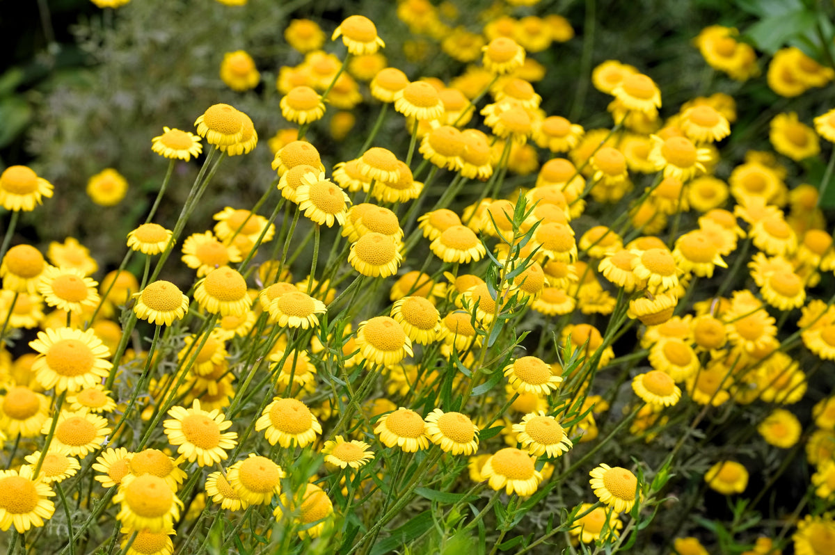 250 GOLDEN MARGUERITE DAISY Dyer's Yellow Chamomile Anthemis Tinctoria Kelwayi Cota Tinctoria Paris Daisy Herb Flower Seeds