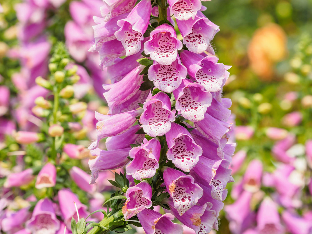 1000 PINK & PURPLE Mix FOXGLOVE Digitalis Flower Seeds
