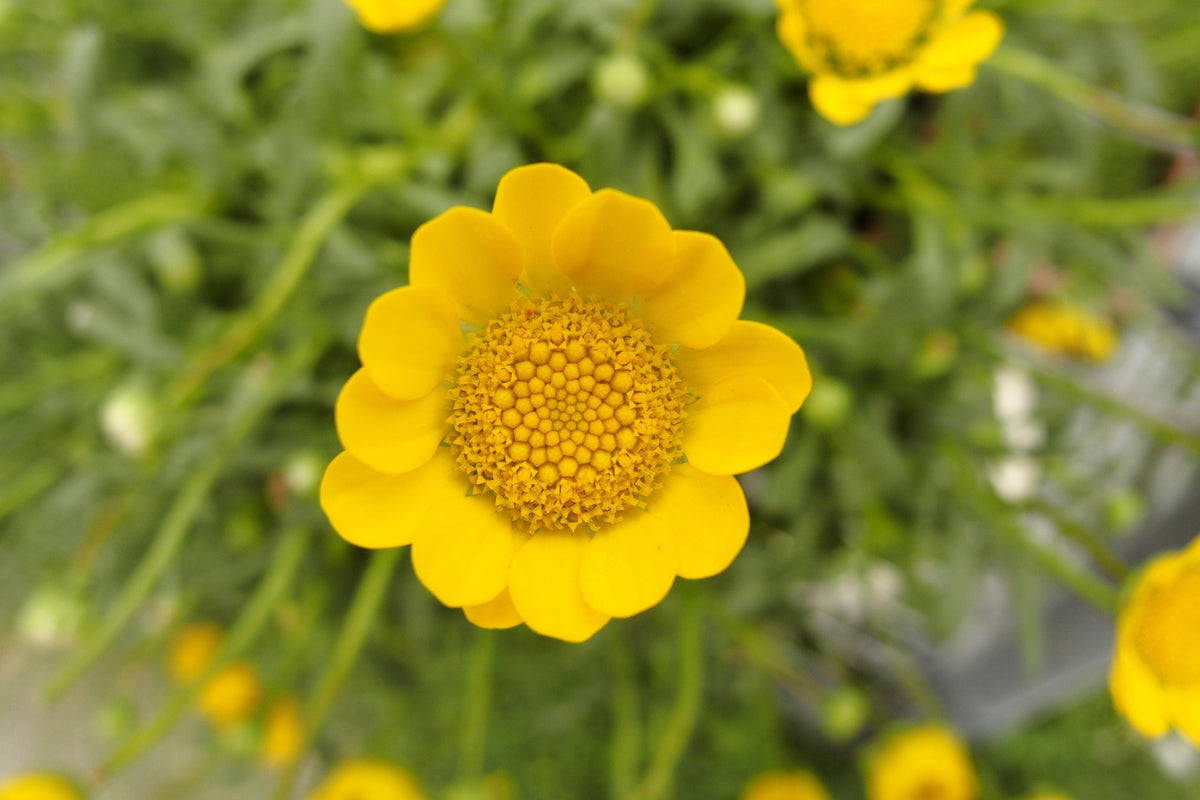 250 YELLOW DAISY Chrysanthemum Multicaule Mini Marguerite Flower Seeds