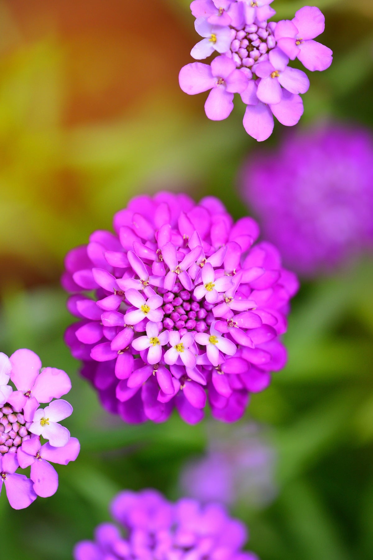1000 ROSE CARDINAL CANDYTUFT Iberis Umbellata Flower Seeds