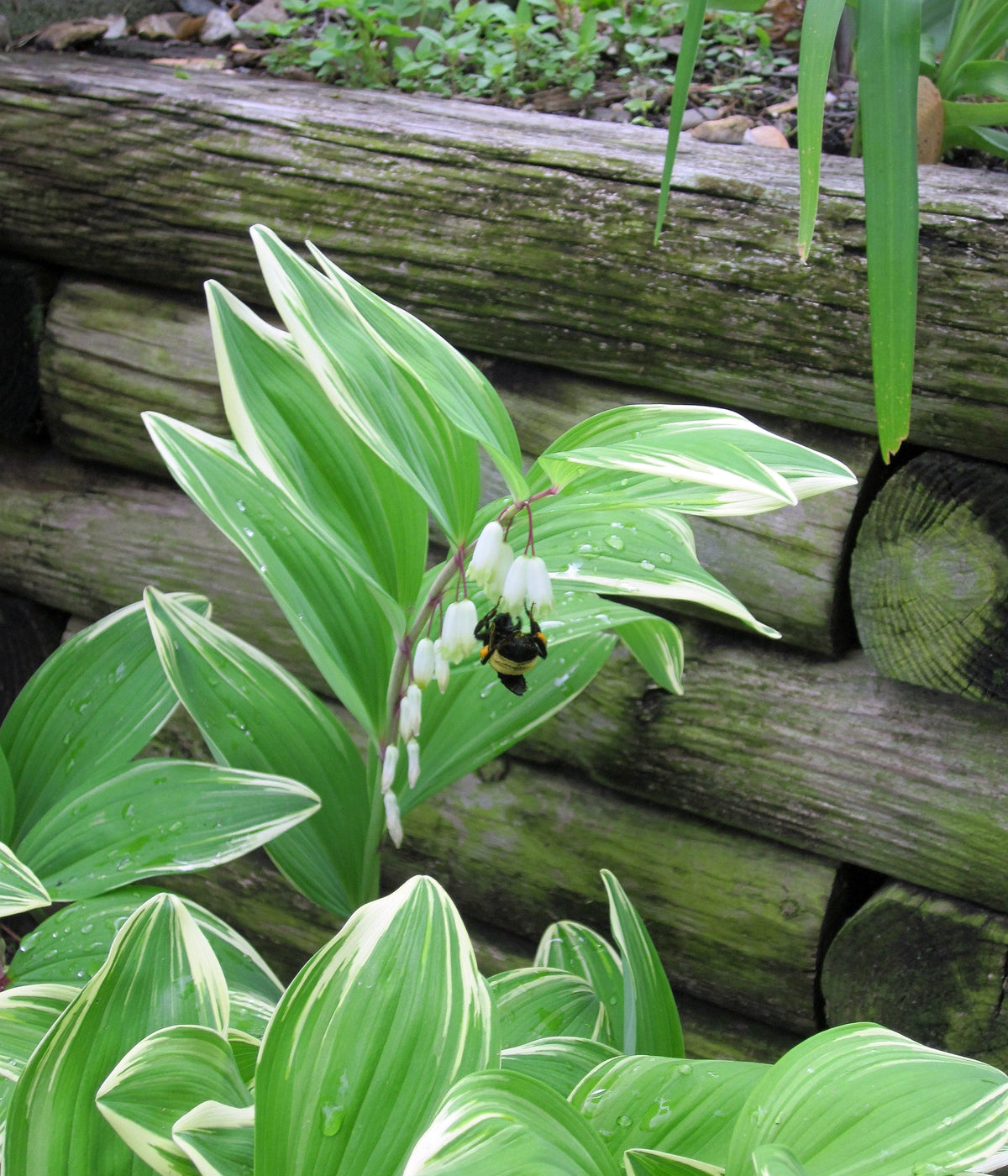 15 Variegated SOLOMONS SEAL Polygonatum Biflorum Canaliculatum Flower Seeds
