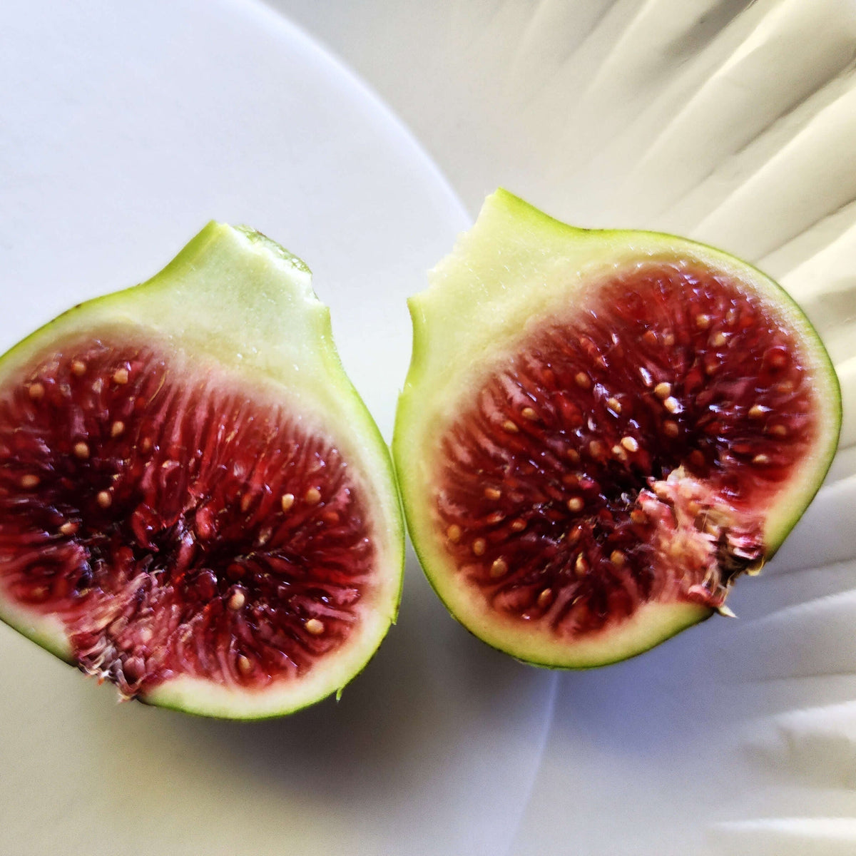 Smith Fig Cuttings 5 Unrooted 6-8" Ficus carica Rare Premium Heirloom Fruit Tree Propagation