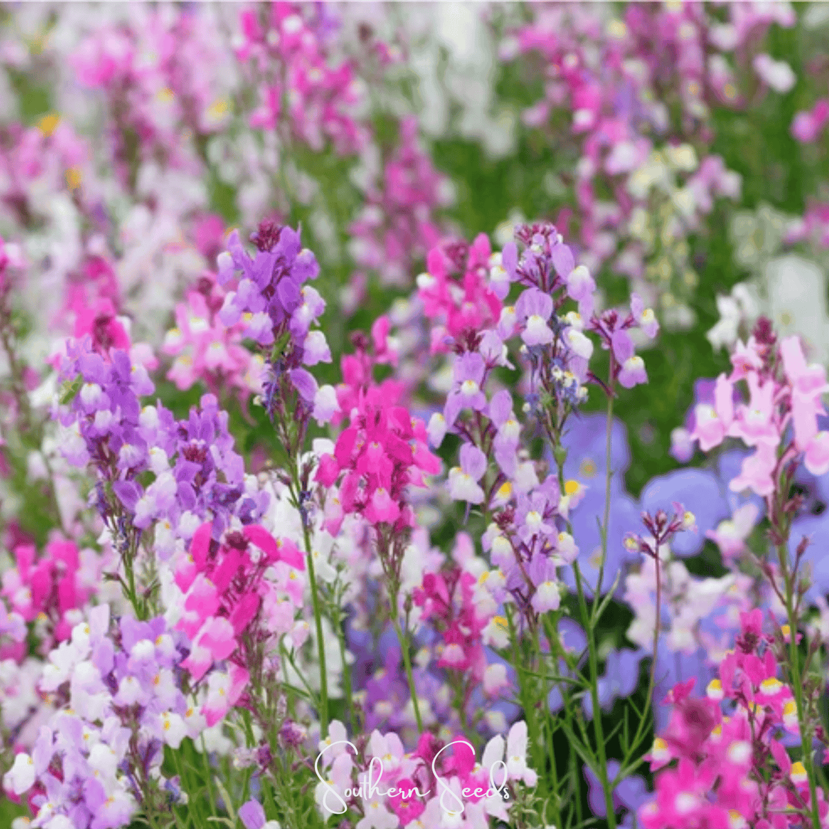 Northern Lights Toadflax Seeds | Heirloom Linaria maroccana | Pastel Bi-Color Snapdragon-Like Flowers | Easy to Grow Annual