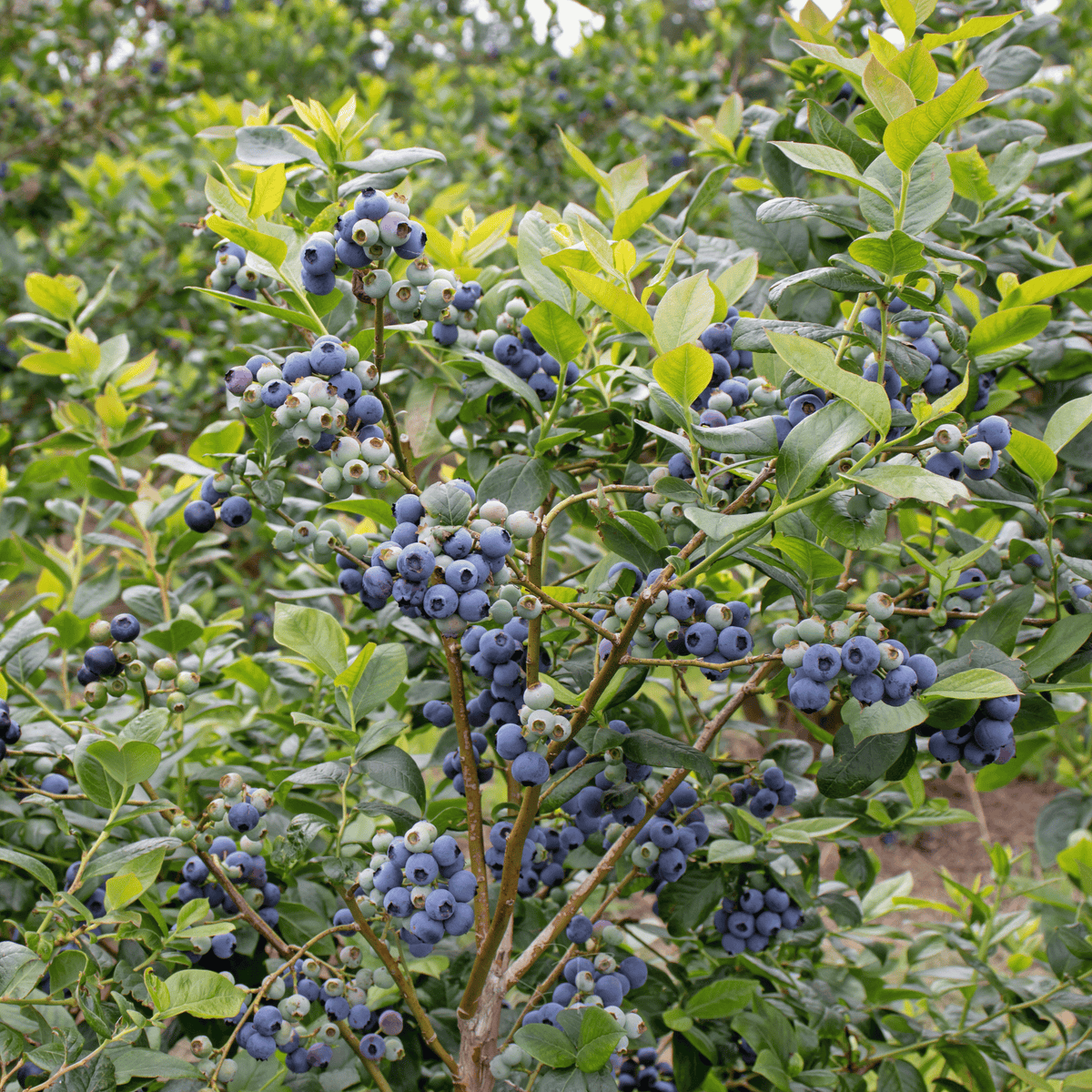Southern Highbush Blueberry – 50 Seeds