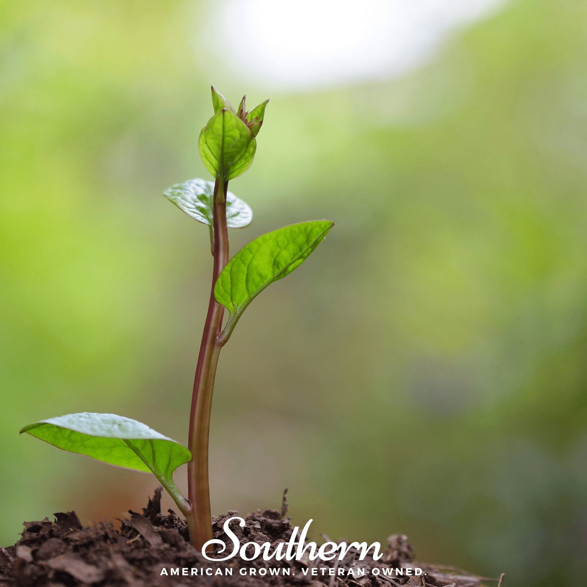 Malabar Red Spinach – 50 Seeds