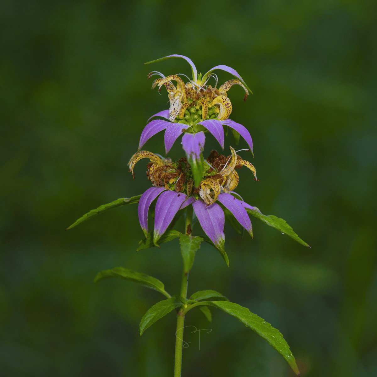 Spotted Bee Balm (Horsemint) – 50 Seeds