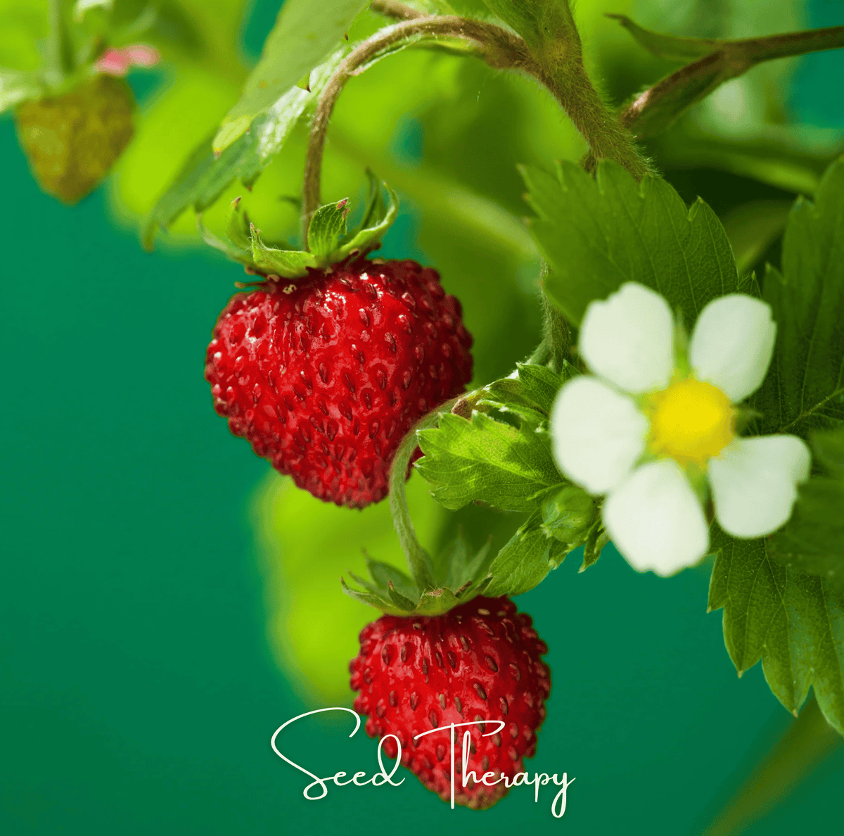 Wild Red Alpine Strawberry Seeds – 200 Non-GMO Heirloom Fragaria vesca Groundcover, Edible Pathway, Tidy Clump, Long Harvest Season