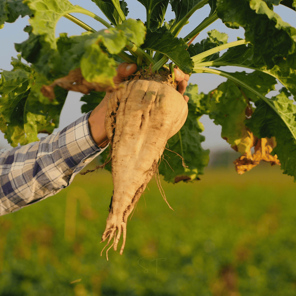 Sugar Beet – 50 Seeds