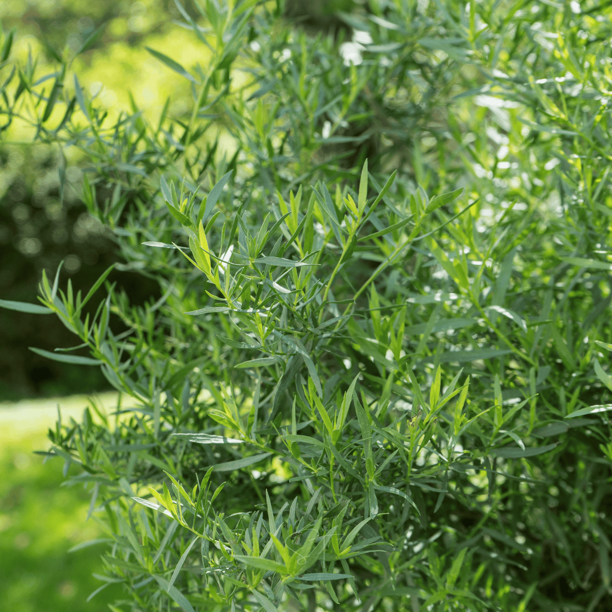 Tarragon – 300 Seeds
