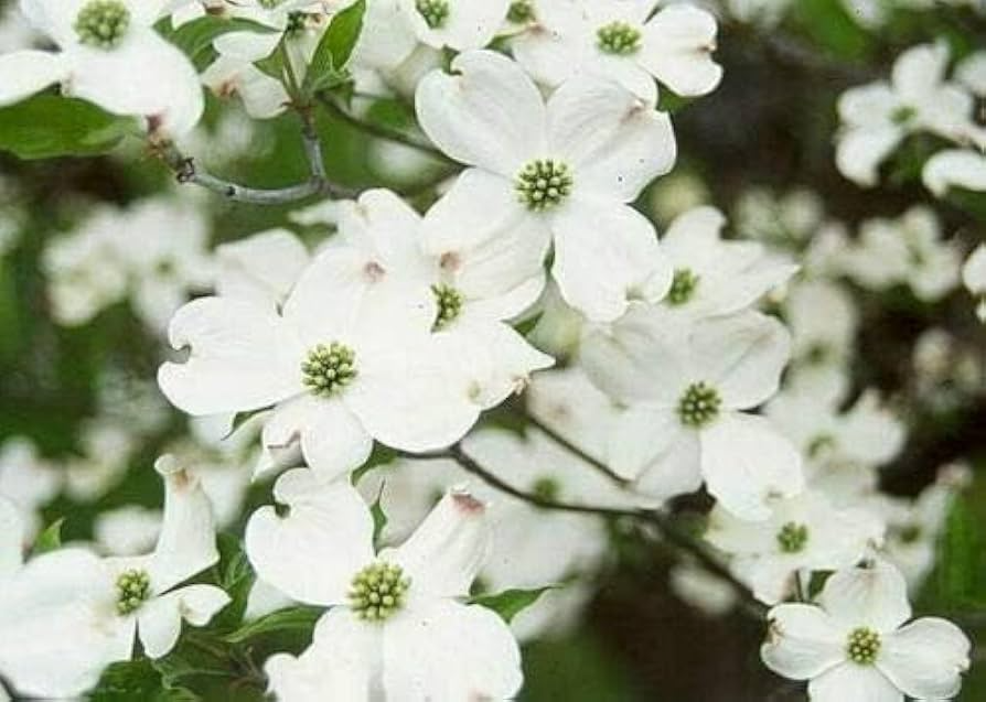 1 White Dogwood Tree - Cornus florida | 12–24” Live Bare Root | Native Flowering Tree with Spring Blooms for Landscapes