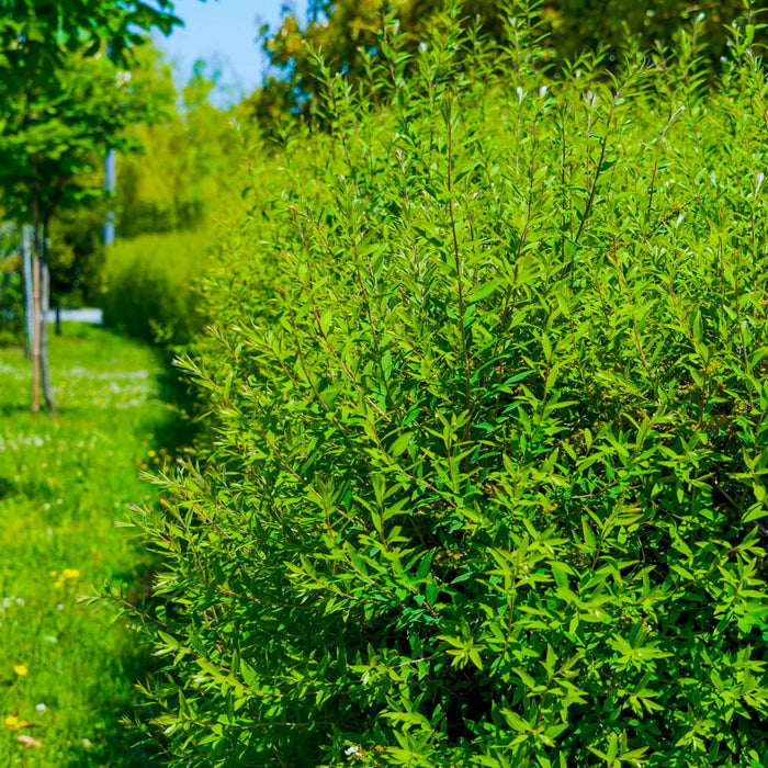 25 Hybrid Willow Tree Cuttings - 10 Inch Unrooted - Fast Growing Privacy Hedge - Erosion Control