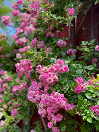 Peggy Martin Rose Cuttings - 5 Pack - 7-8" Thornless Climber - Disease Resistant - Spring/Fall Blooms - - Fast Grower