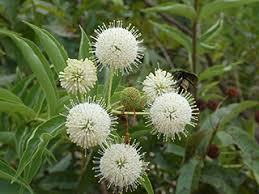 3 Buttonbush Plants - Cephalanthus occidentalis | 12–18” Live Bare Root | Native Shrub for Wetlands, Wildlife & Rain Gardens