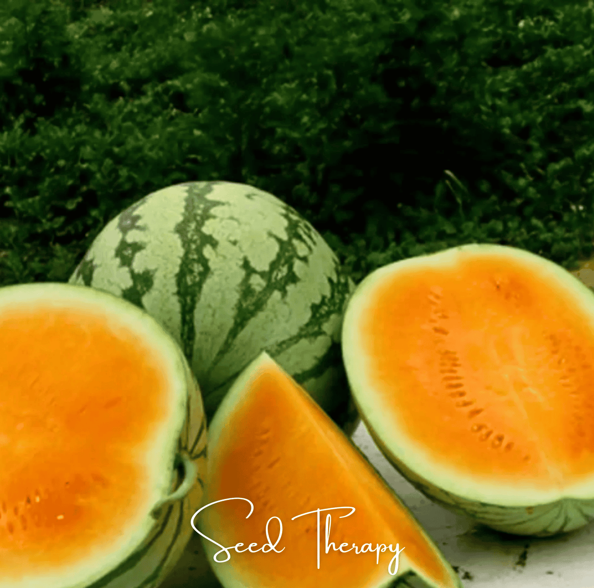 Tendersweet Orange Watermelon Seeds – Heirloom Citrullus lanatus, Bright Orange Flesh, Large 35 lb Fruits, Juicy & Sweet, Open Pollinated