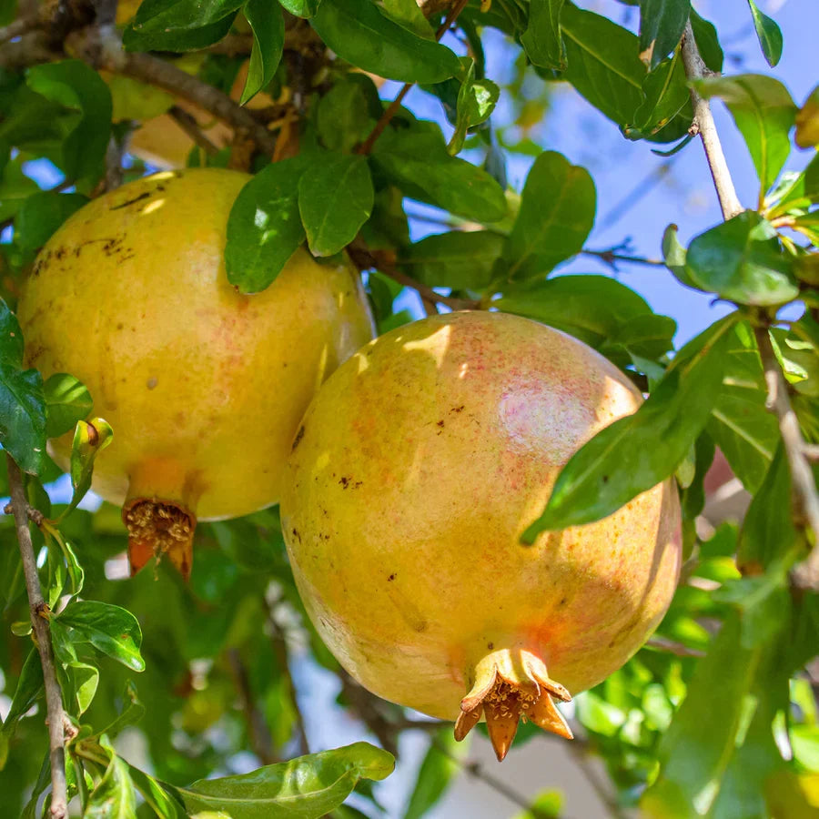 Rare Organic White Pomegranate Cuttings – Unrooted Punica granatum Propagation Starter