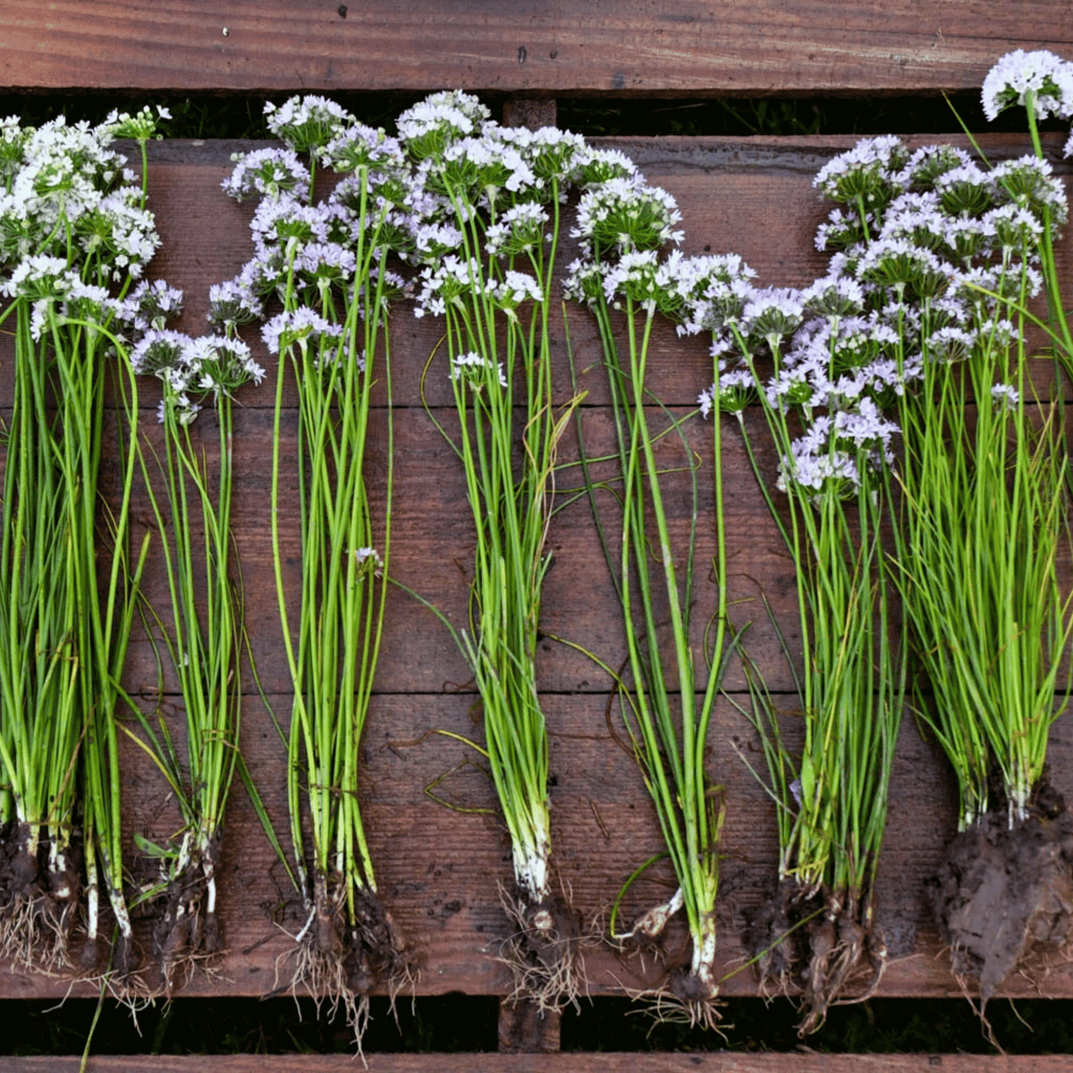 Wild Garlic Seeds - Heirloom Native Perennial, Edible Bulbs & Leaves, Pinkish-White Flowers, Allium canadense, 25 Seeds
