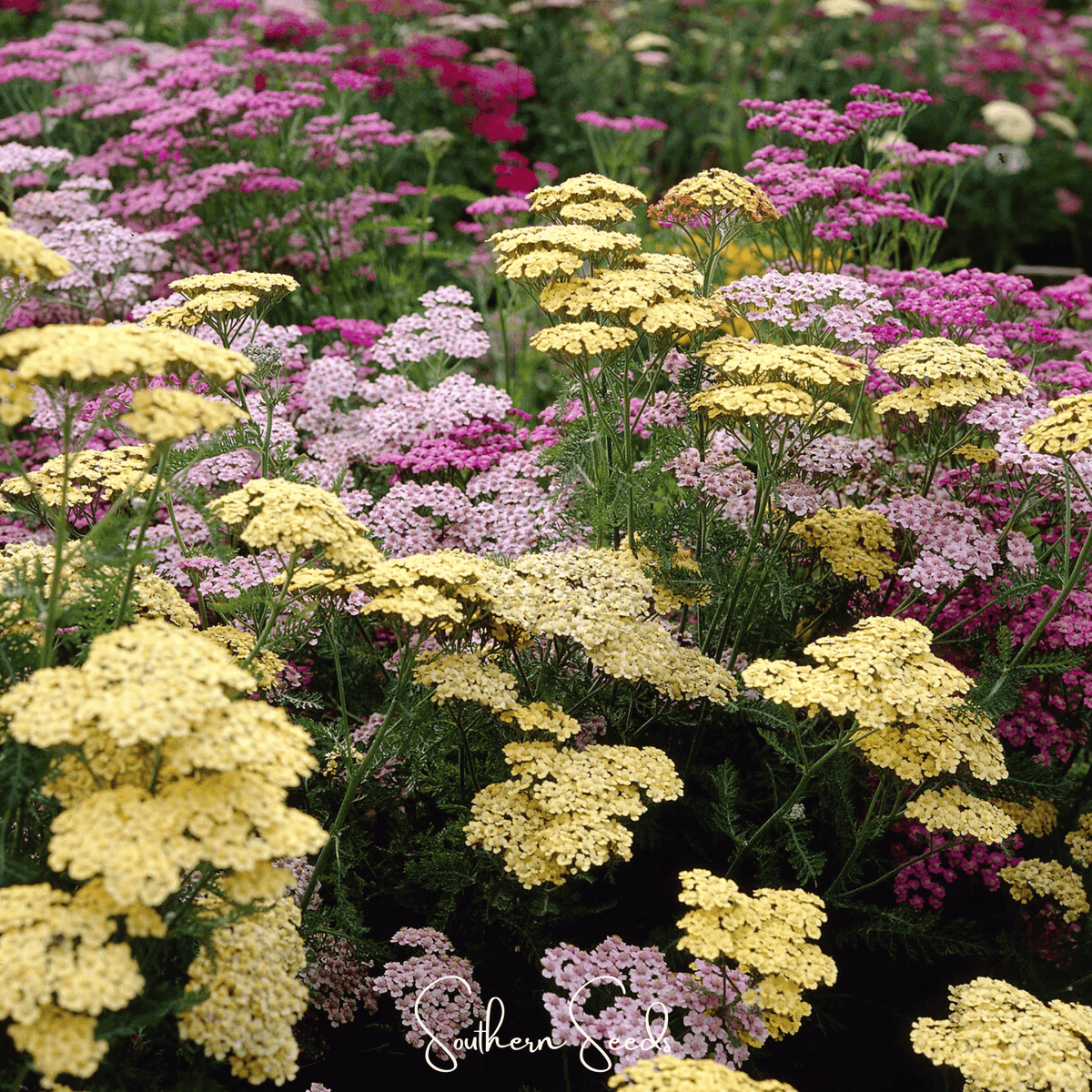 Summer Pastels Yarrow Seeds – Achillea millefolium, Perennial, Non-GMO, Heirloom, American Grown, Garden Flower Seeds