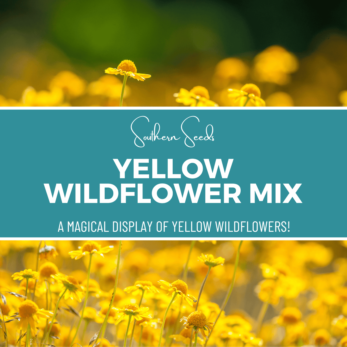 Yellow Wildflower Seed Mix – 1,000 Seeds, Annual & Perennial, Bright Yellow Flowers, Native Wildflower Blend, USDA Zones All