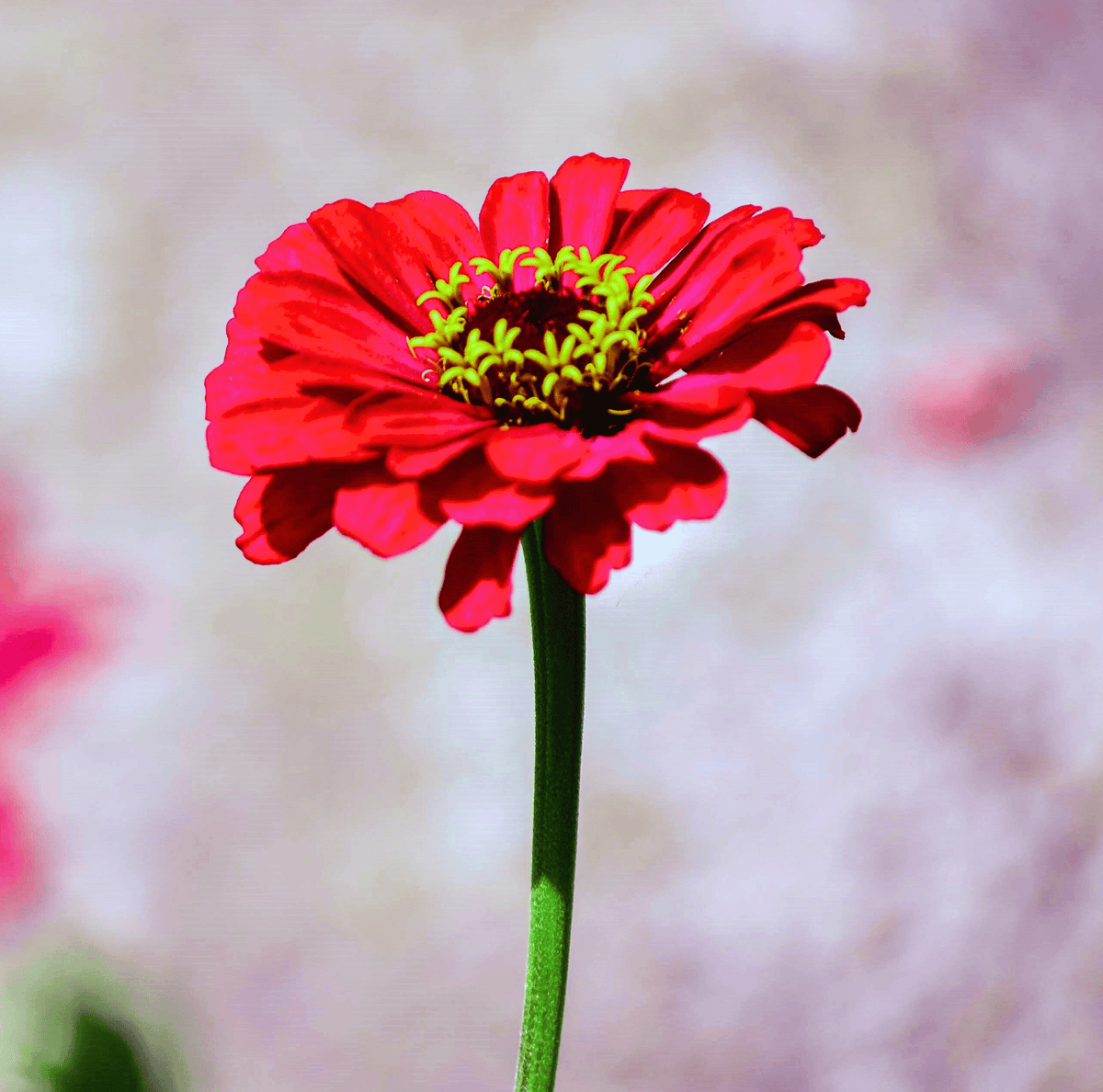 Meteor Zinnia – 100 Seeds