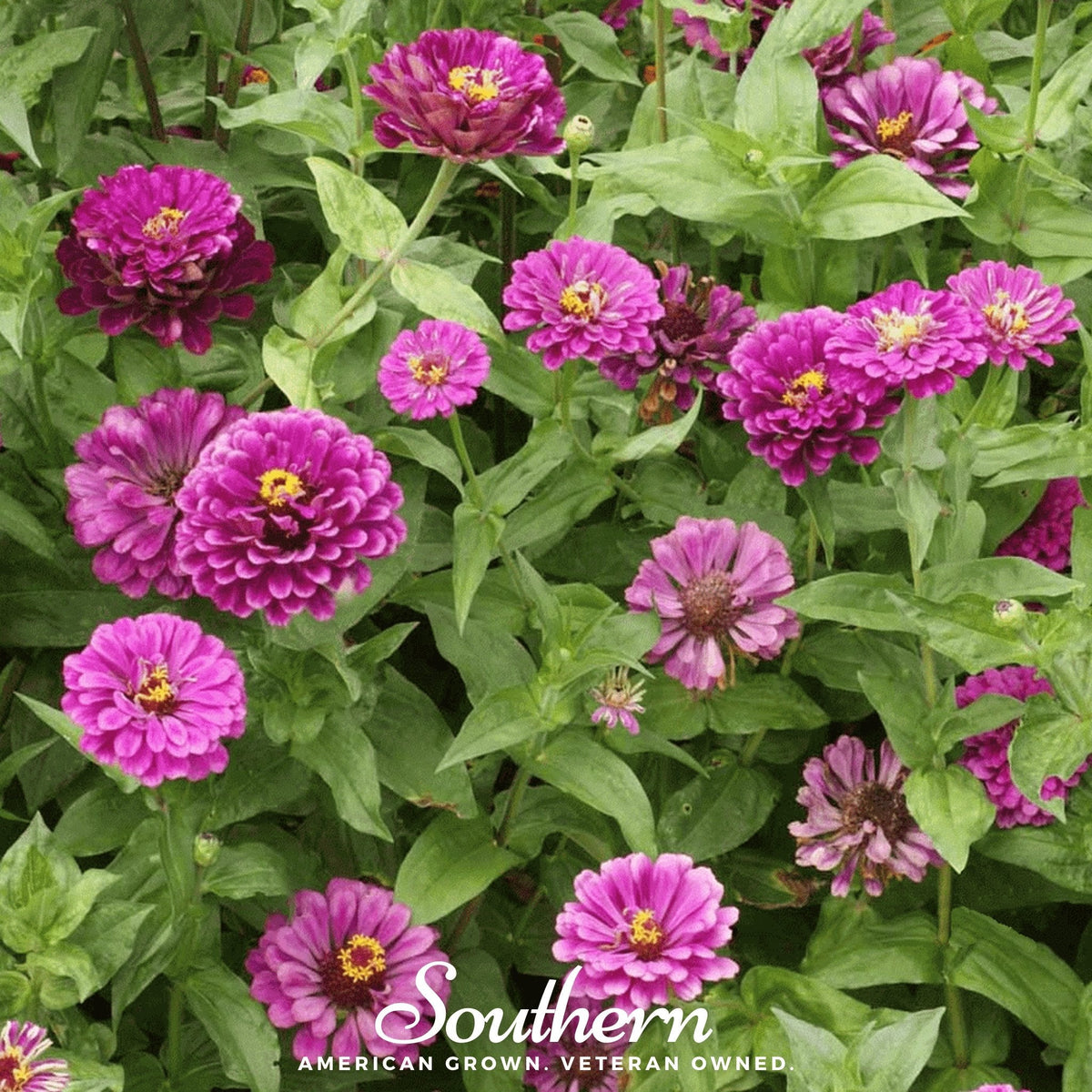 Purple Prince Zinnia Seeds – Heirloom, Royal Purple, Double Blooms, Zinnia elegans, Cut-and-Come-Again Flowers