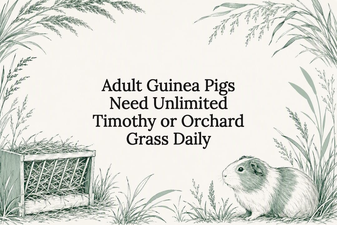 Decorative guinea pig hay title card