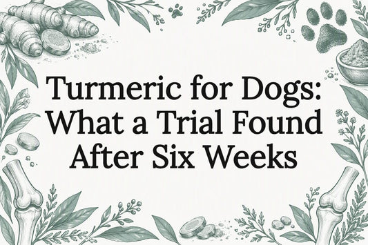 Turmeric and dog joint title card