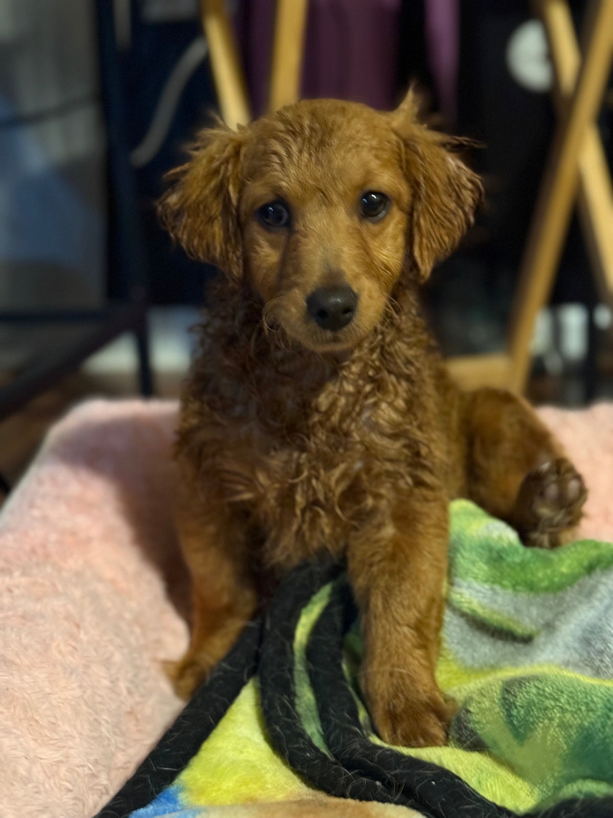 Dog Nutrition 101: Giving Your Pup the Best Start (Naturally)