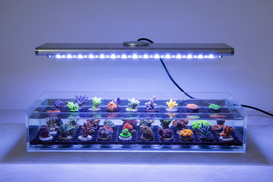 Specialty Lighting for Coral Frag Tanks: How to Choose Intensity and Spectrum Without Guessing
