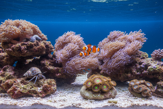 Your First Reef Livestock: What to Add First (and What to Wait On)