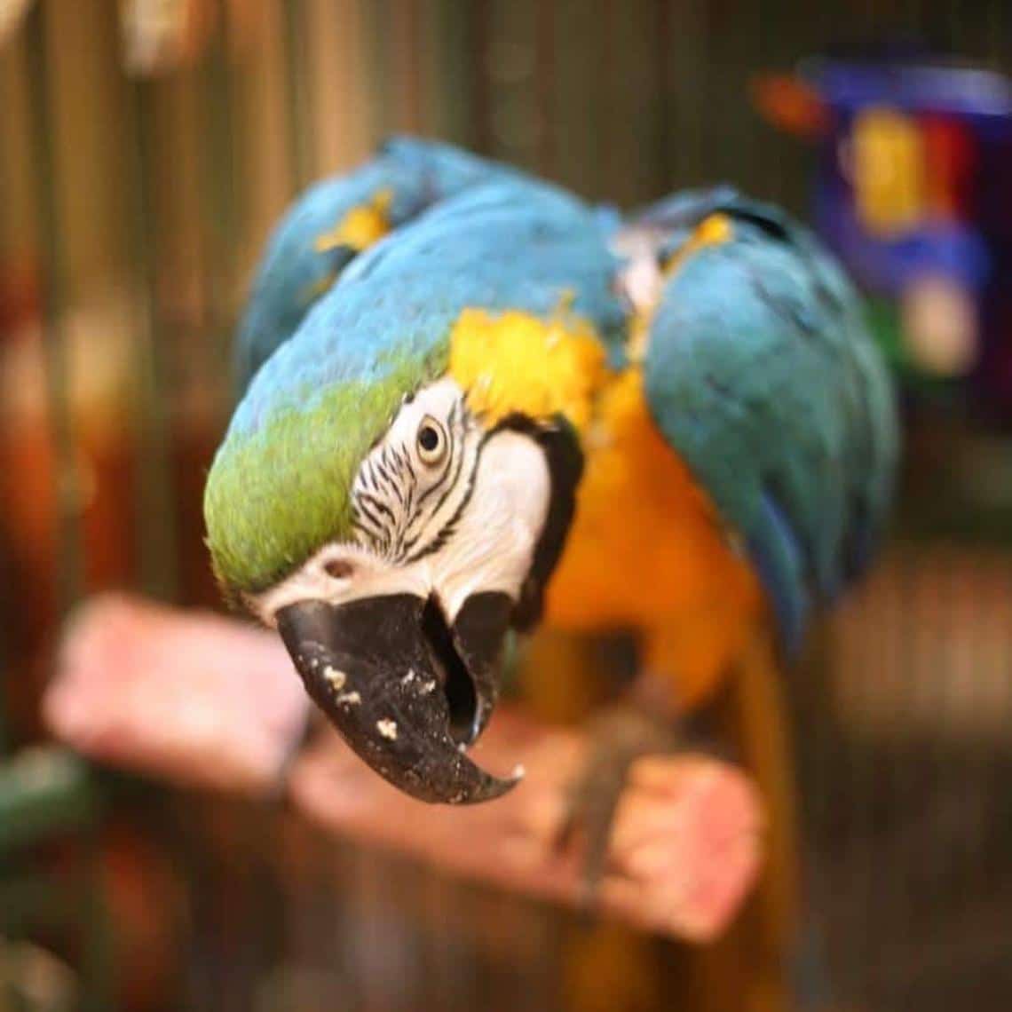 Natural wood bird perches and chew toys for parrots and small birds in Bird Accessories – Chews & Perches collection
