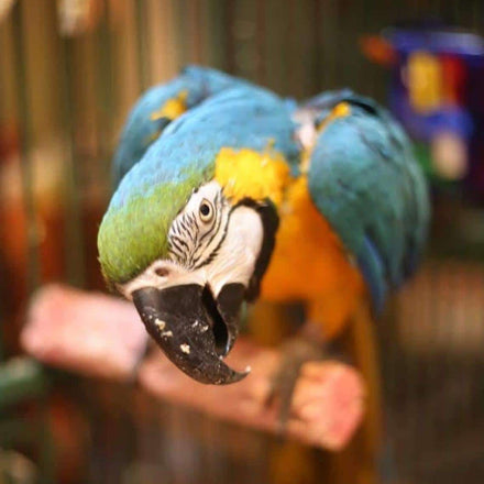 Bird Accessories – Chews & Perches