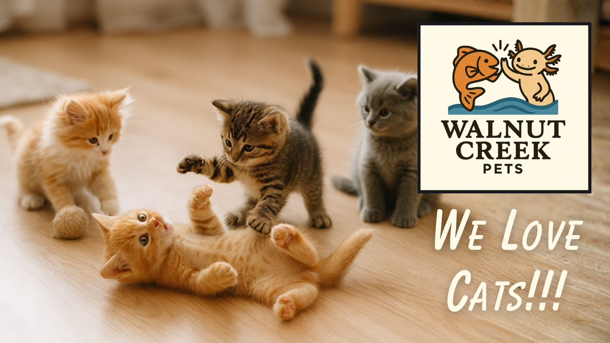 Cats!