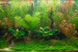 Aquarium Live Plants an More!