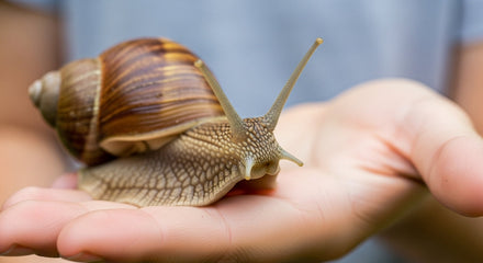 Pet Snails