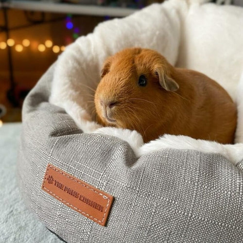 Critter Bedding and Accessories