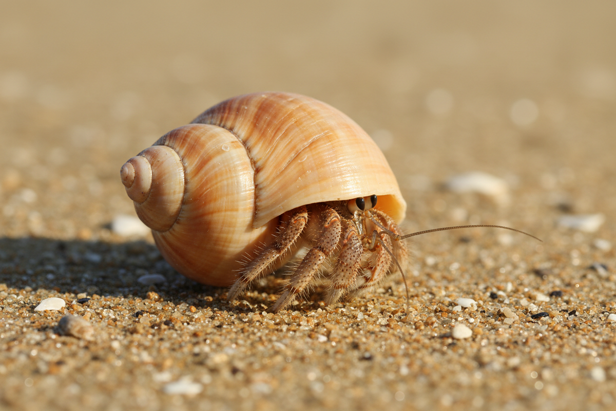 Pet snails starter kit with enclosure and supplies for easy care and mindfulness