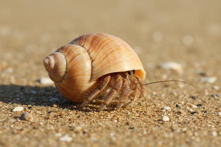 Hermit Crabs