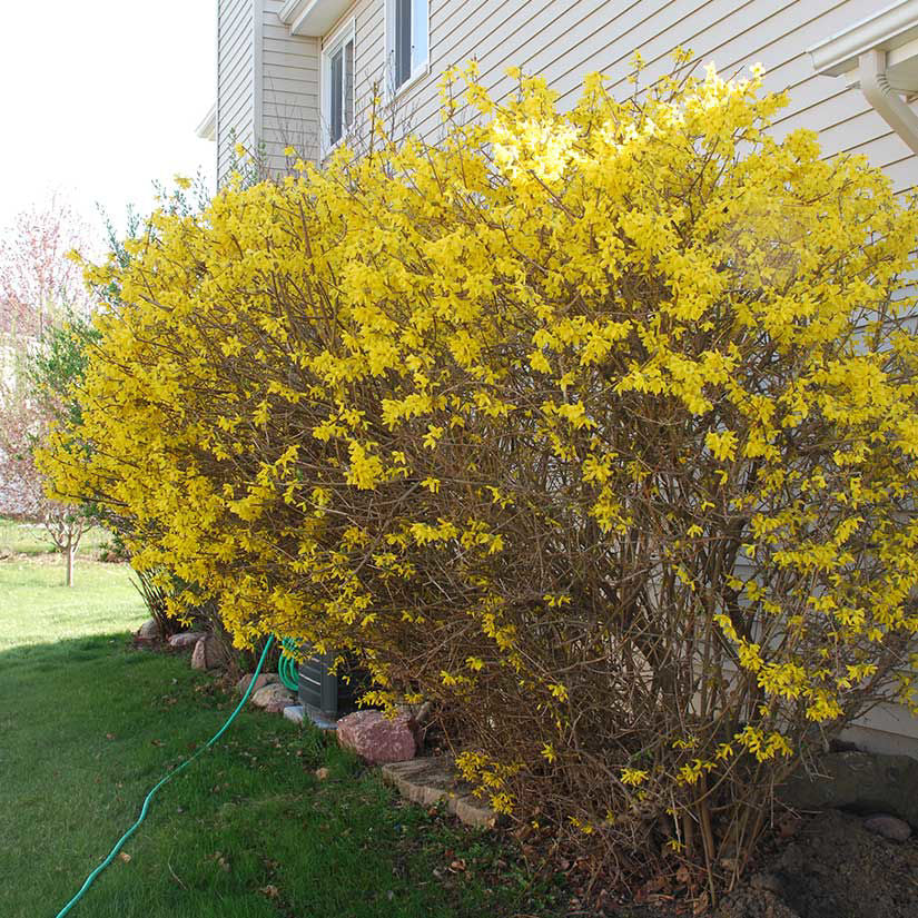 Forsythia Bush Live Plant Bare Root 10–12 Inches Early Spring Yellow Flowers Hardy Shrub for Landscaping