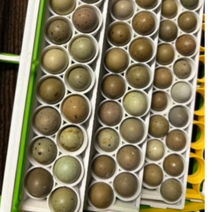 Standard & Button Quail Egg Rails for Cimuka®/Hatching Time® Incubators (CT-Series)