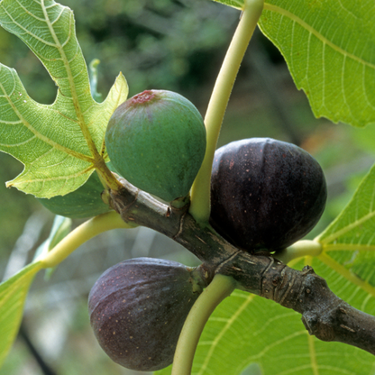 Beers Black Fig Tree – Ficus carica Live Bare Root Plant | Cold-Hardy Starter for Patio, Garden, or Orchard | Sweet Dark Fruit Tree