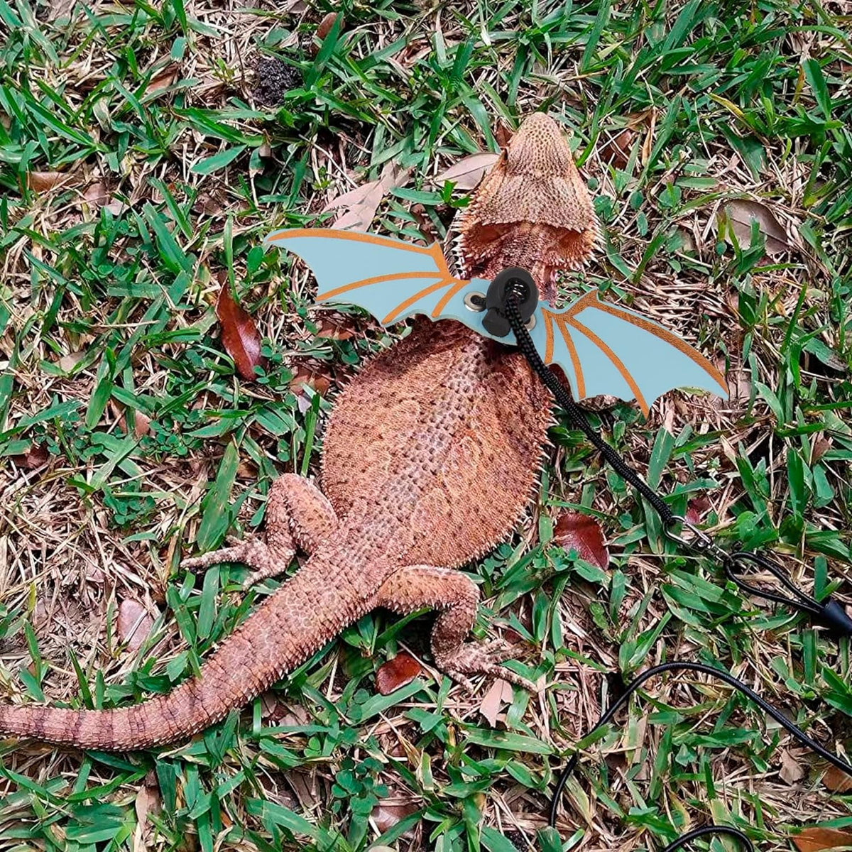 Bearded Dragon harness