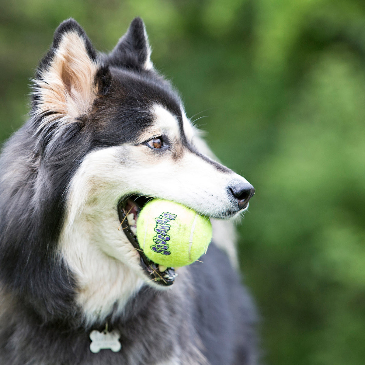 KONG SqueakAir Tennis Balls Dog Toy Medium 6pk